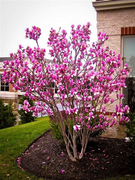alluc magnolia|Magnolia .